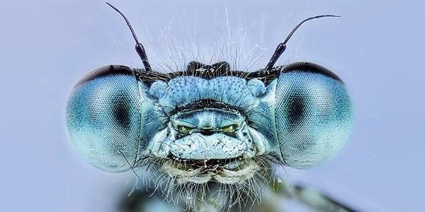/COO/media/Media/Acuity/Summer 2020/p29Insect-eyes-Getty-581793234_1.jpg